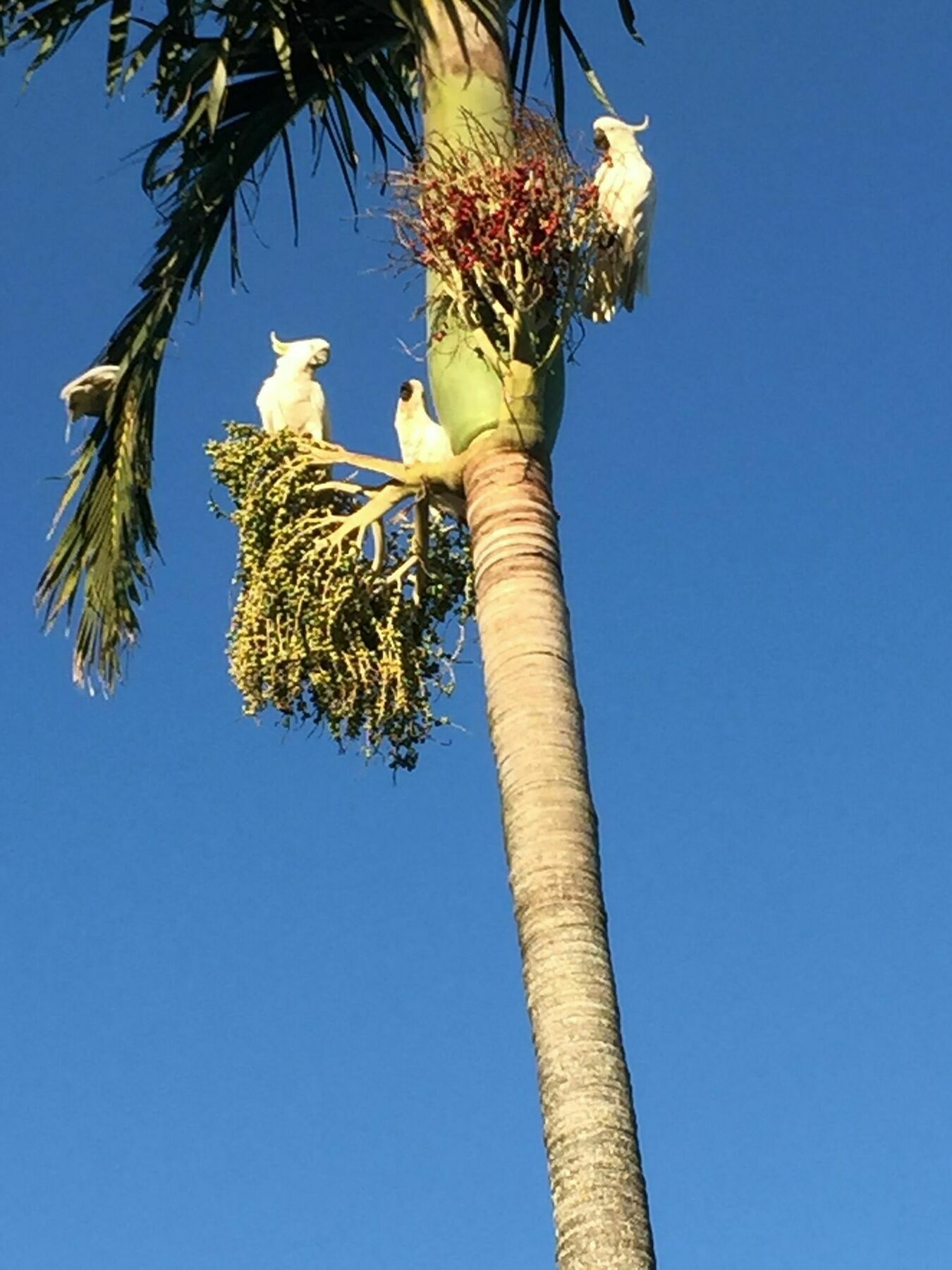 Coral Inn Boutique Resort Yeppoon Bagian luar foto